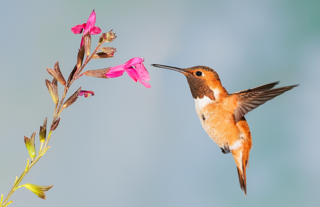 Photo by fprose hummingbird, bird, nature